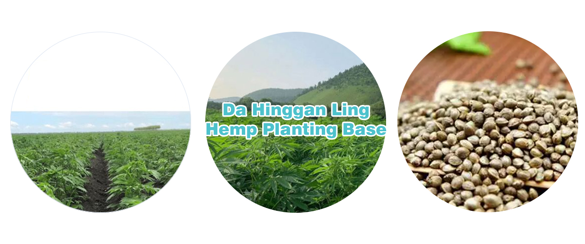 Da Hinggan Ling Hemp Planting Base.png