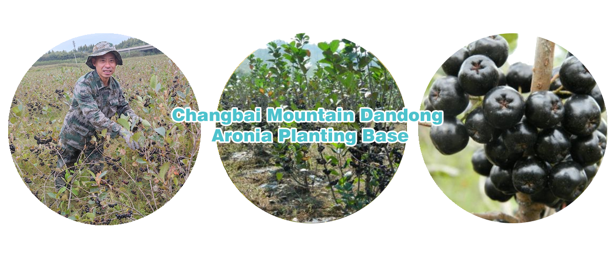 Changbai Mountain Dandong Aronia Planting Base.png