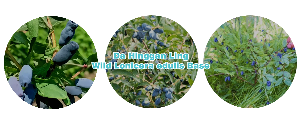 Da Hinggan Ling Wild Lonicera edulis Base.png