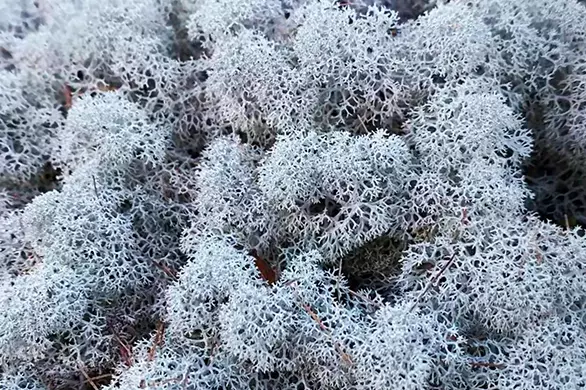 adv6 1623380524325043.png