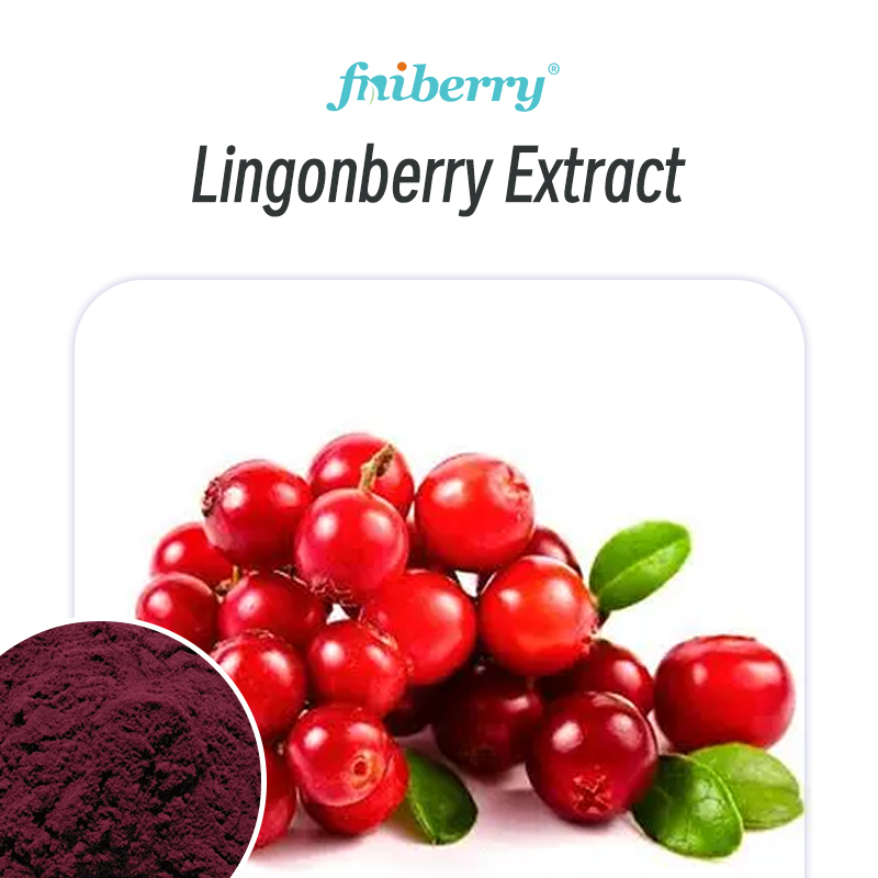 Wild Lingonberry Extract