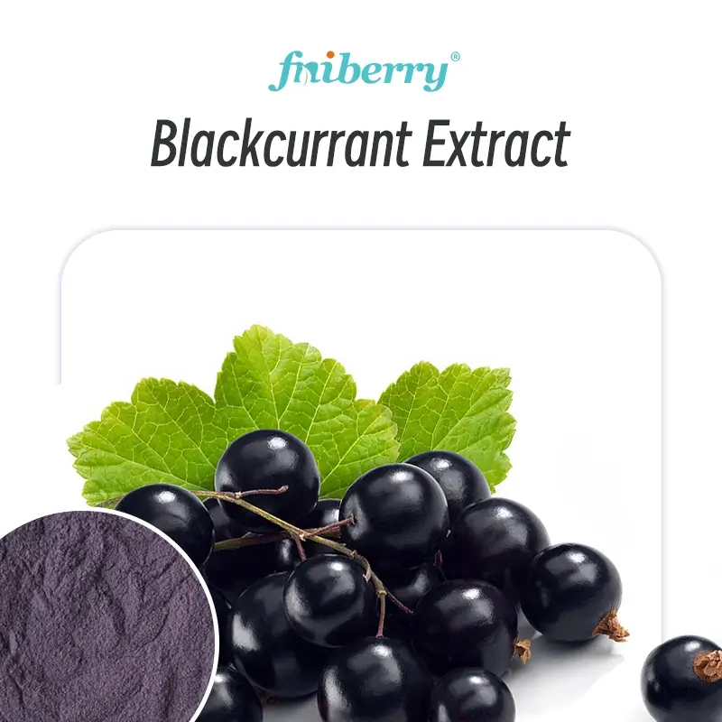 Blackcurrant Extract